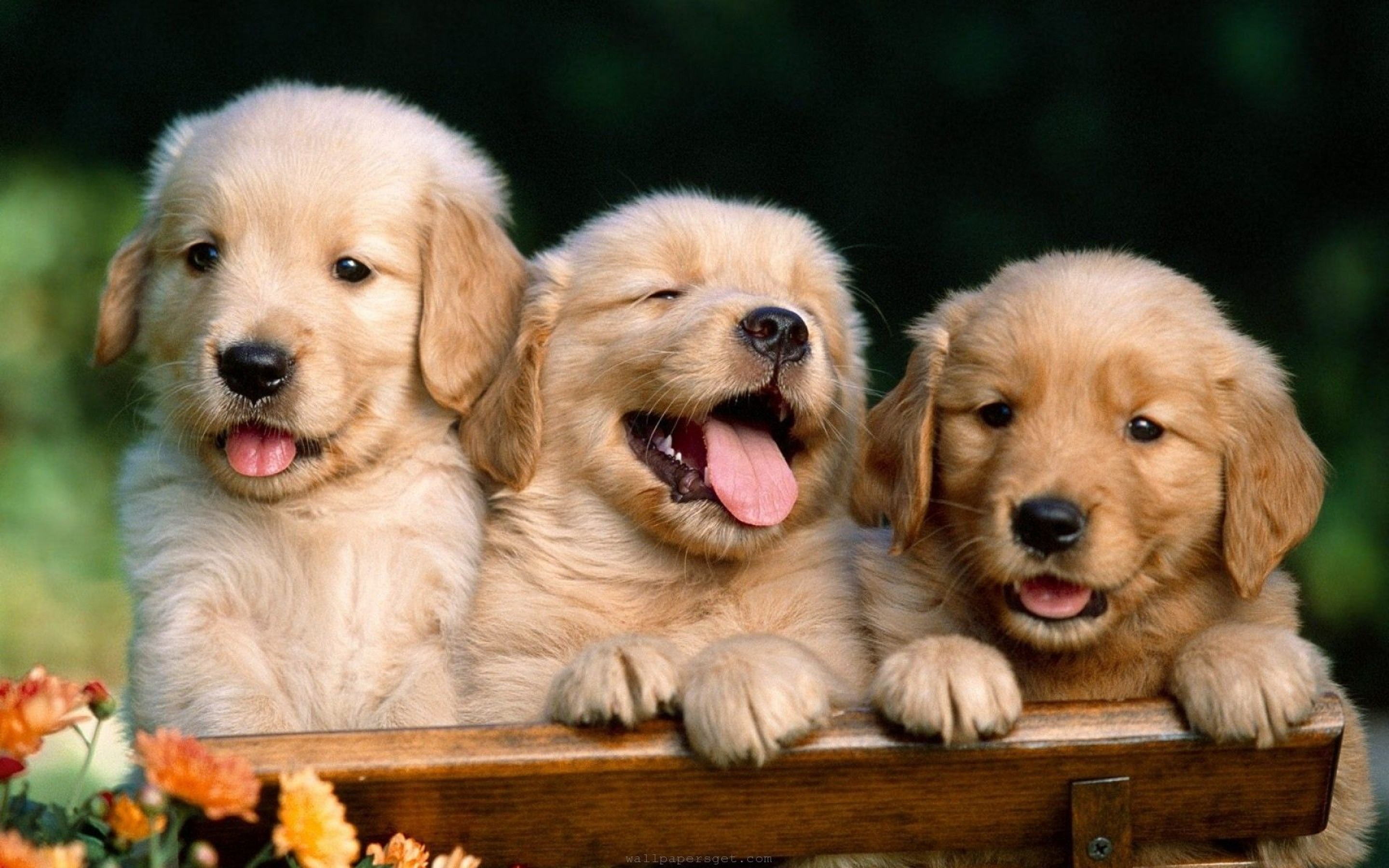cute-dog-widescreen-high-definition-wallpaper-desktop-background-dog-free-images